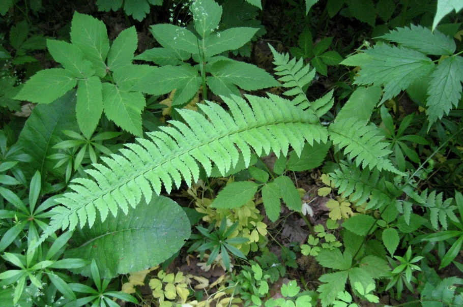 Изображение особи Polystichum tripteron.