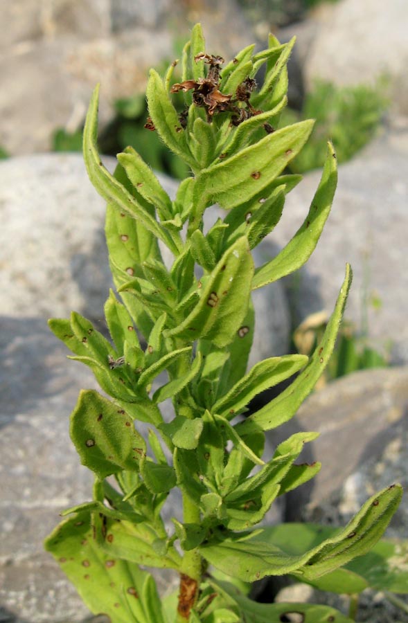 Image of Argusia sibirica specimen.