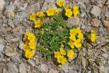 Potentilla ruprechtii