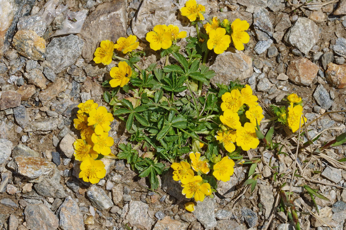 Изображение особи Potentilla ruprechtii.