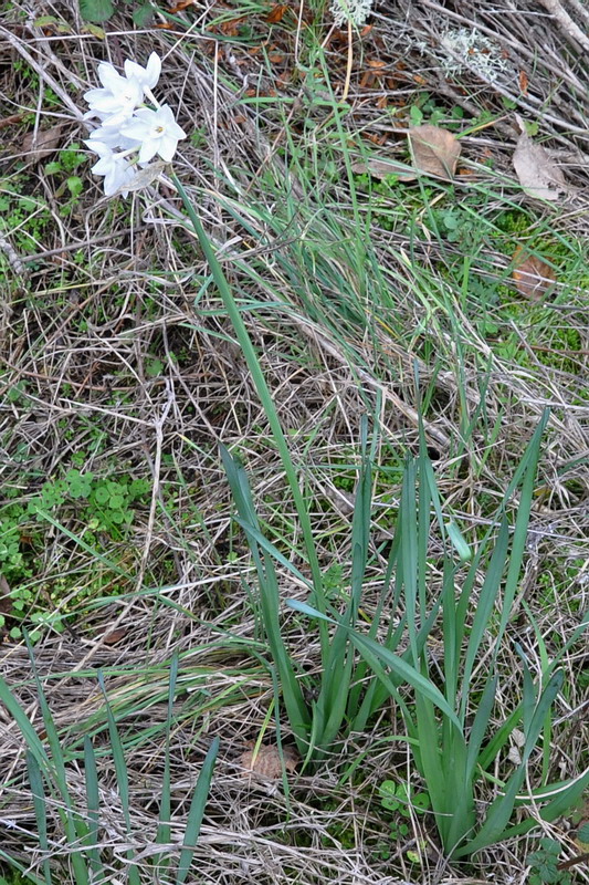Изображение особи Narcissus papyraceus.