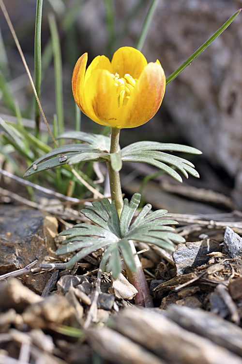 Image of Eranthis longistipitata specimen.