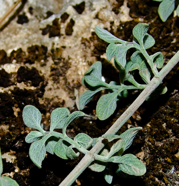 Image of Micromeria fruticosa specimen.