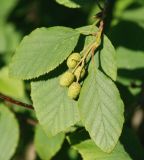 Duschekia fruticosa. Верхушка побега с женскими сережками. Иркутская обл., озеро Байкал, окр. пос. Листвянка, опушка смешанного леса. 26.07.2011.