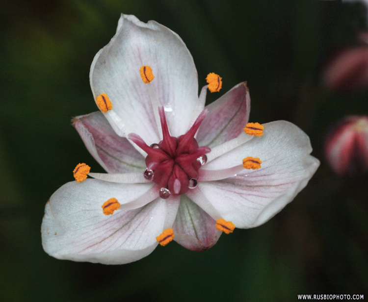 Изображение особи Butomus umbellatus.