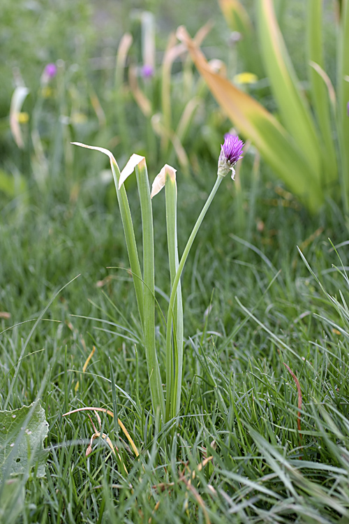 Изображение особи Allium hissaricum.