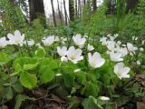 Oxalis acetosella