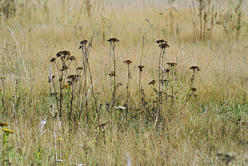 Изображение особи Tanacetum vulgare.