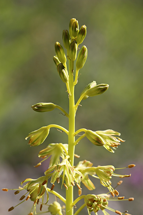 Изображение особи Eremurus fuscus.