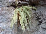 Polystichum craspedosorum