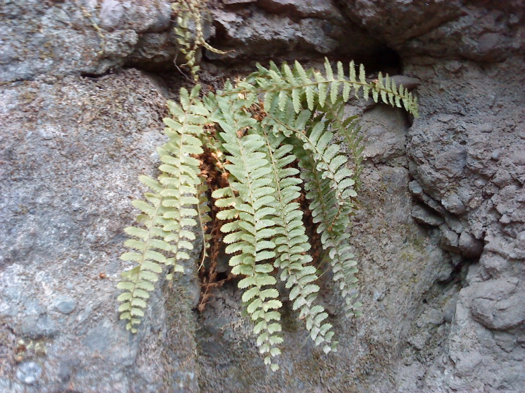 Image of Polystichum craspedosorum specimen.