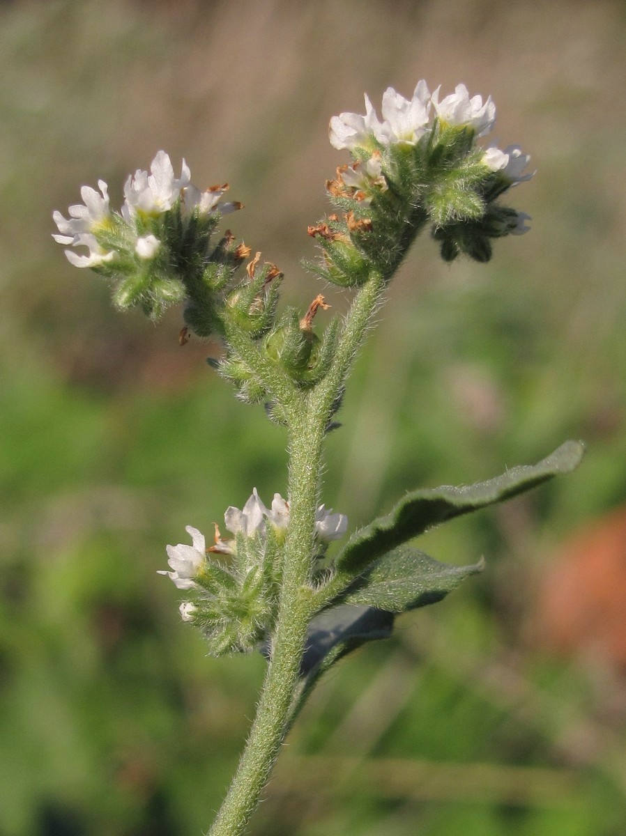 Изображение особи Heliotropium europaeum.