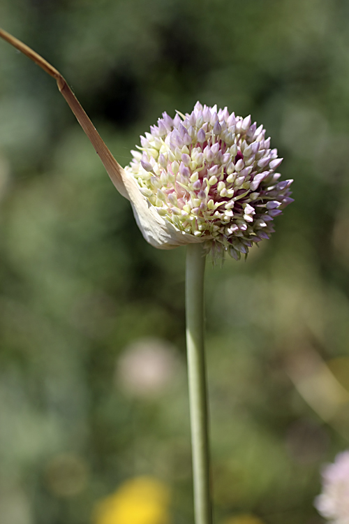 Изображение особи Allium longicuspis.