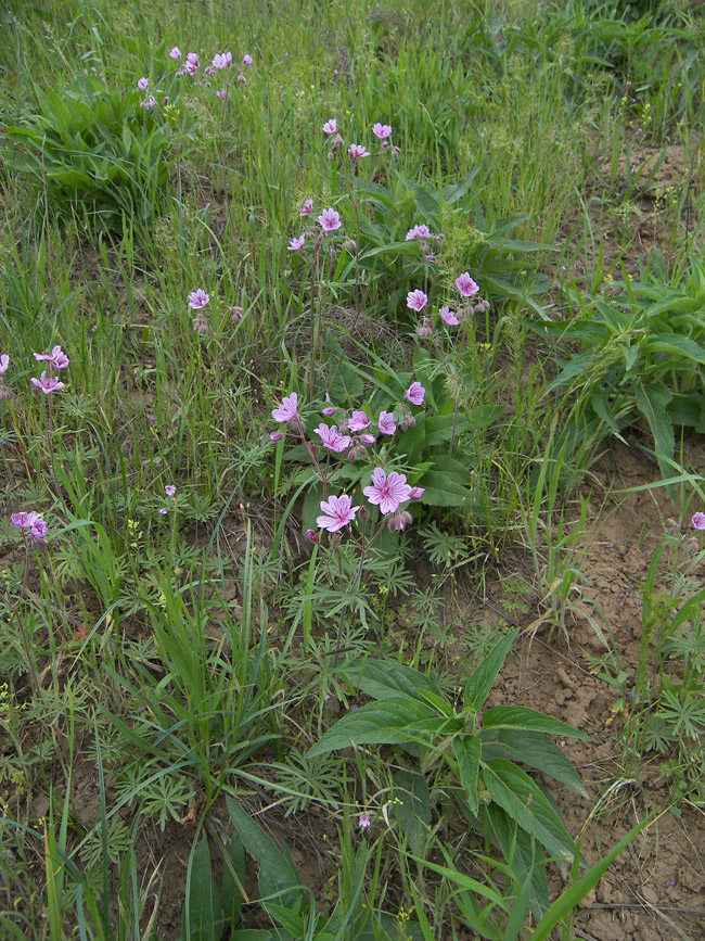 Image of Geranium linearilobum specimen.