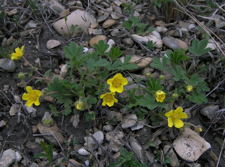 Image of Potentilla incana specimen.