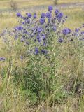 Echinops ruthenicus. Цветущее растение. Саратовская обл., Саратовский р-н, в солонцеватой степи, поблизости от ручья. 7 августа 2011 г.