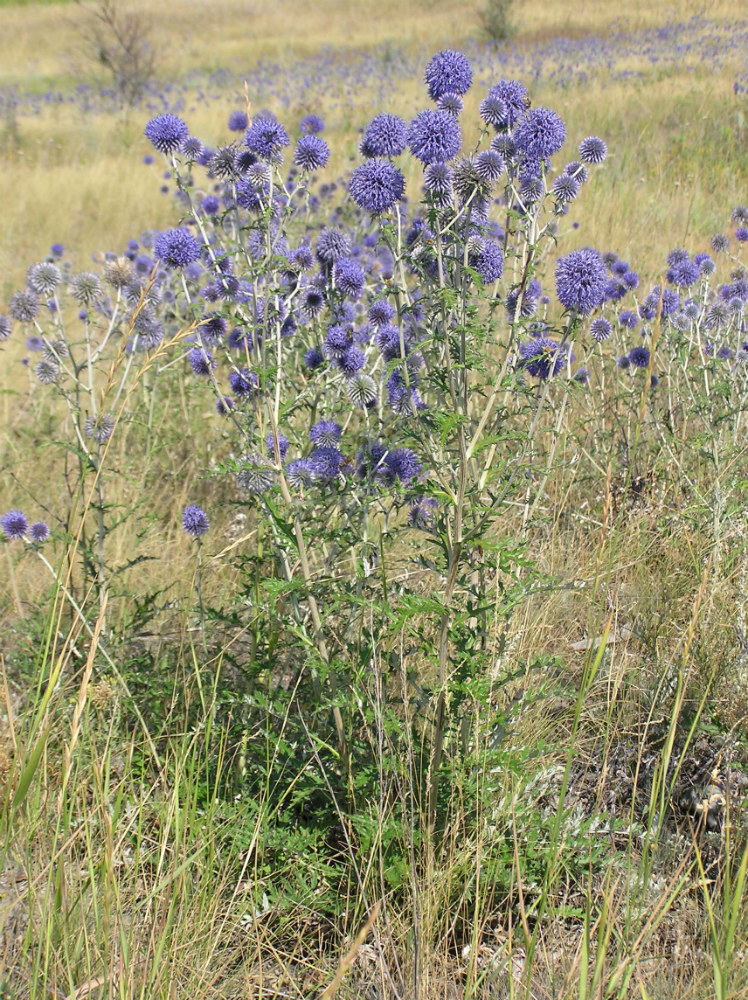 Image of Echinops biebersteinii specimen.