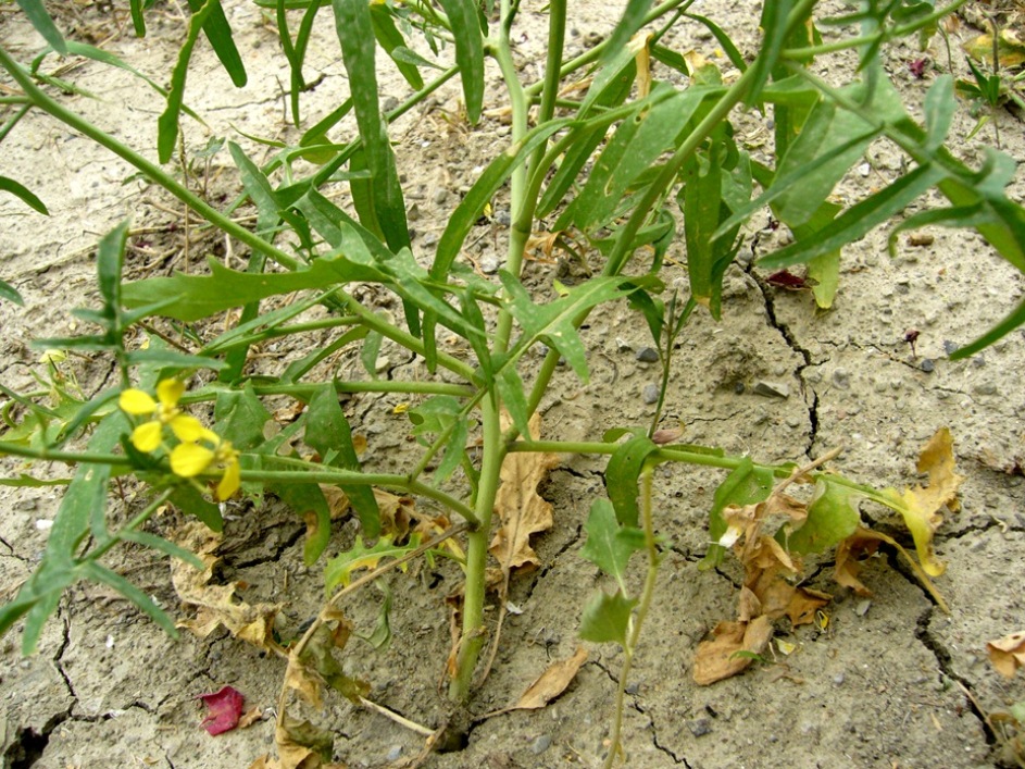 Изображение особи Sisymbrium septulatum.