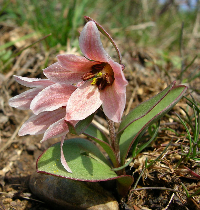 Image of Rhinopetalum stenantherum specimen.