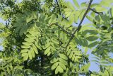 Sorbus domestica