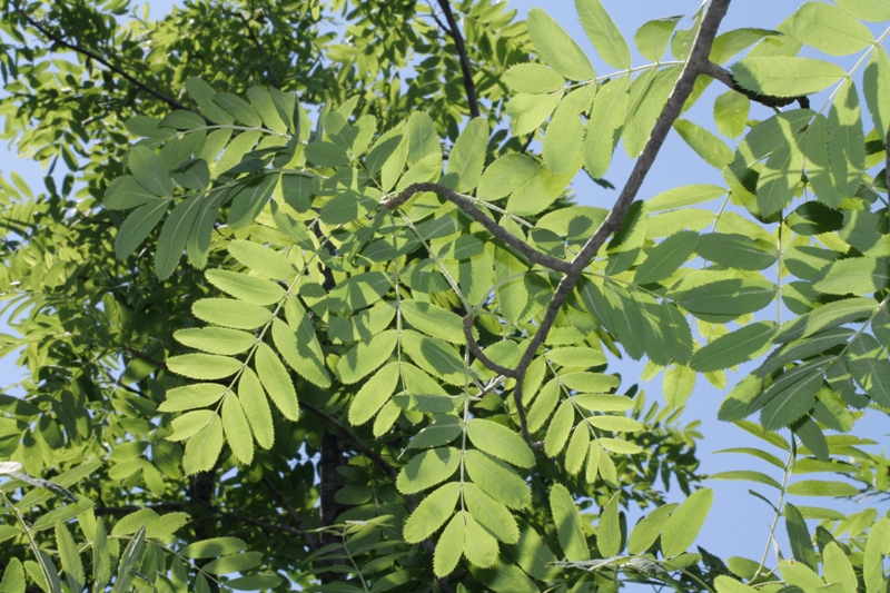 Изображение особи Sorbus domestica.