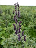 Aconitum septentrionale. Соцветие. Полярный Урал, долина Левого Кечпеля. 20.07.2011.