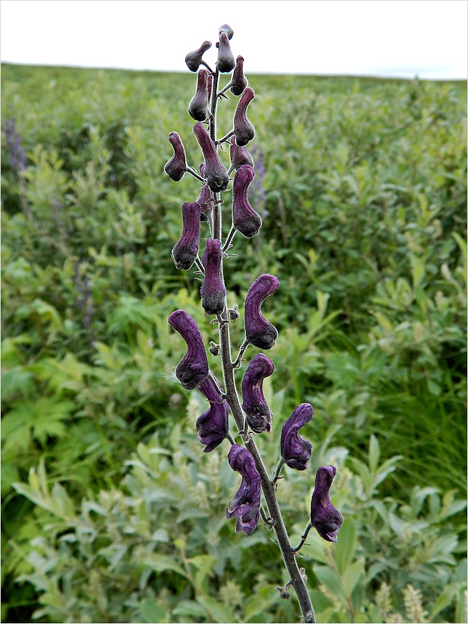 Image of Aconitum septentrionale specimen.