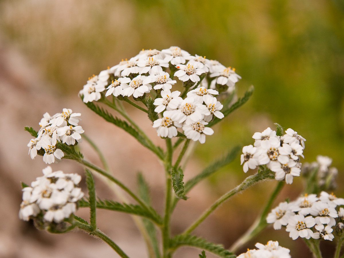 Изображение особи Achillea camtschatica.
