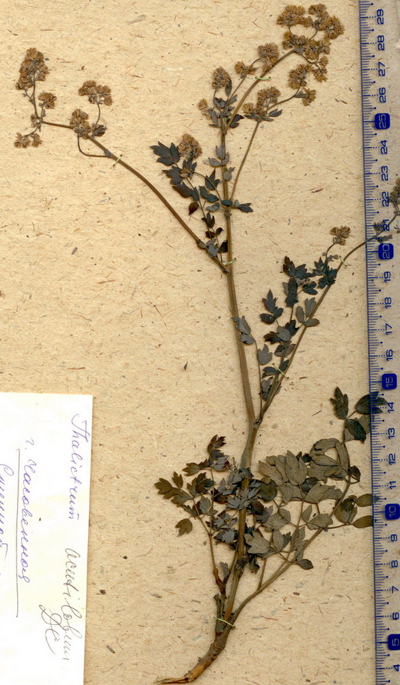 Image of Thalictrum foetidum ssp. acutilobum specimen.