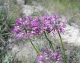 Allium cretaceum. Соцветия. Саратовская обл., Саратовский р-н, на мергелистом склоне южной экспозиции. 17 июля 2011 г.