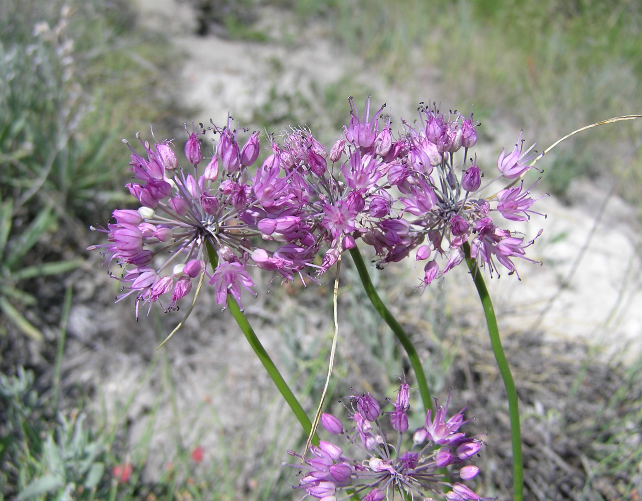 Изображение особи Allium cretaceum.