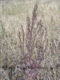 Chenopodium strictum