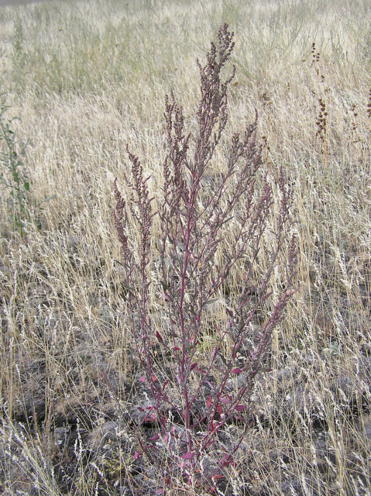 Изображение особи Chenopodium strictum.