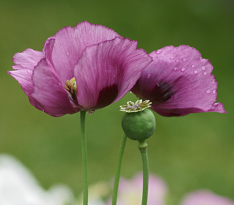 Изображение особи Papaver somniferum.