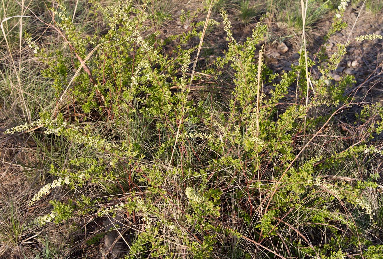 Изображение особи Spiraea hypericifolia.