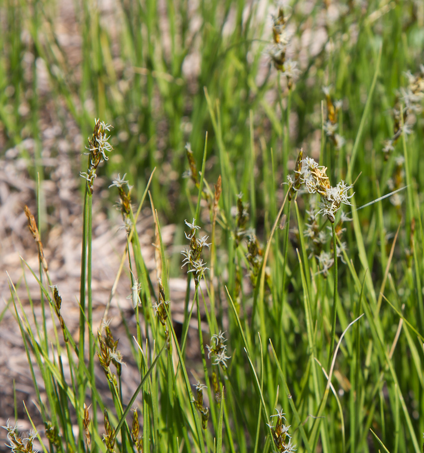 Image of Carex praecox specimen.