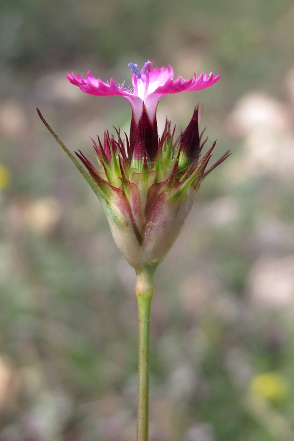 Image of Dianthus capitatus specimen.