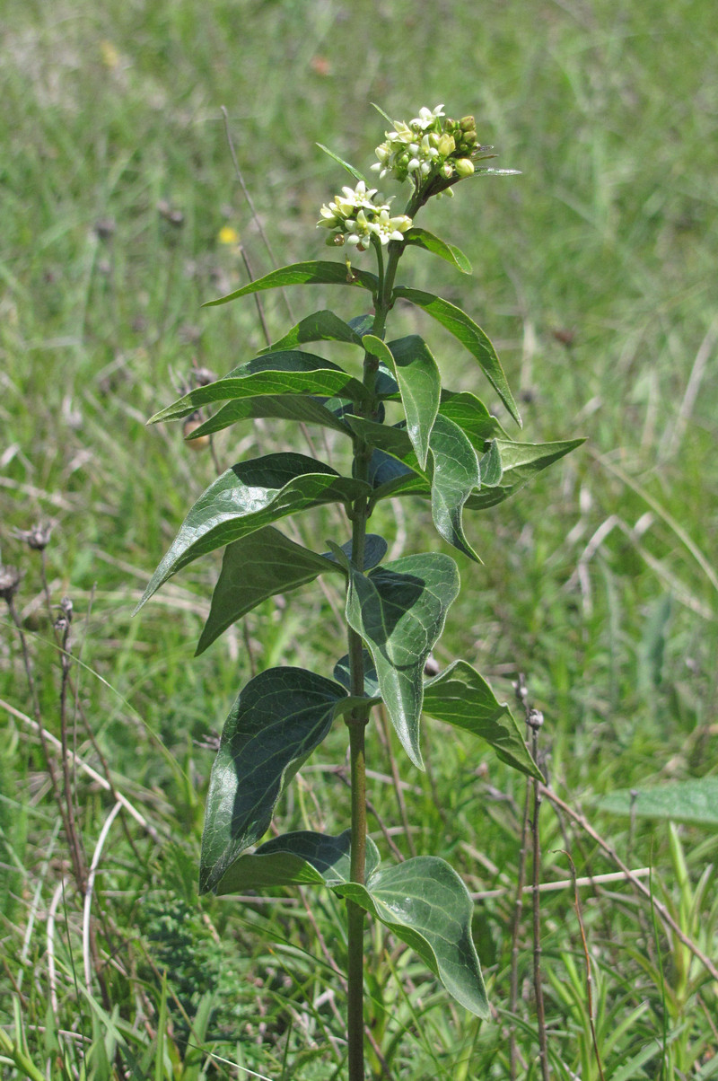 Image of Vincetoxicum hirundinaria specimen.