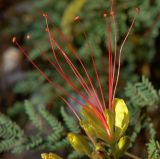 Caesalpinia gilliesii