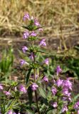 Galeopsis ladanum