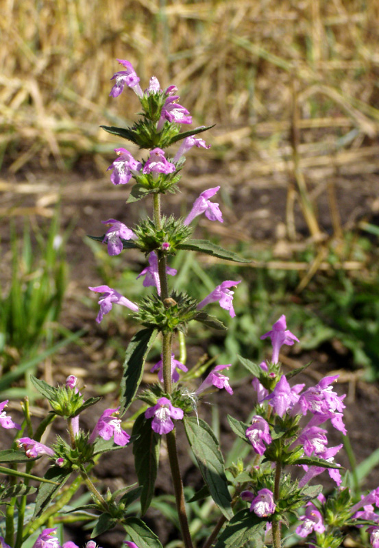 Изображение особи Galeopsis ladanum.