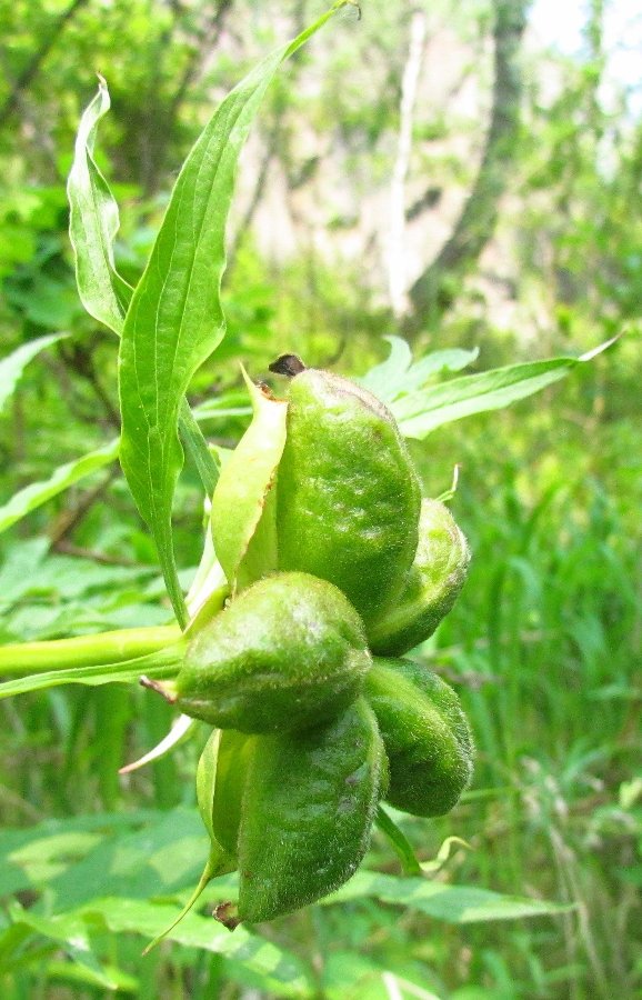 Изображение особи Paeonia anomala.