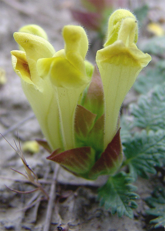 Изображение особи Scutellaria orientalis.