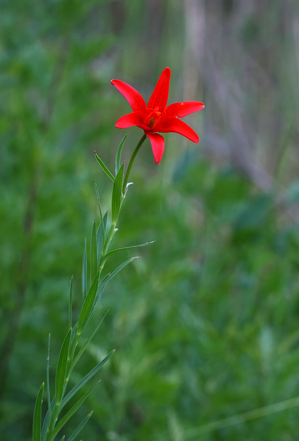 Изображение особи Lilium buschianum.