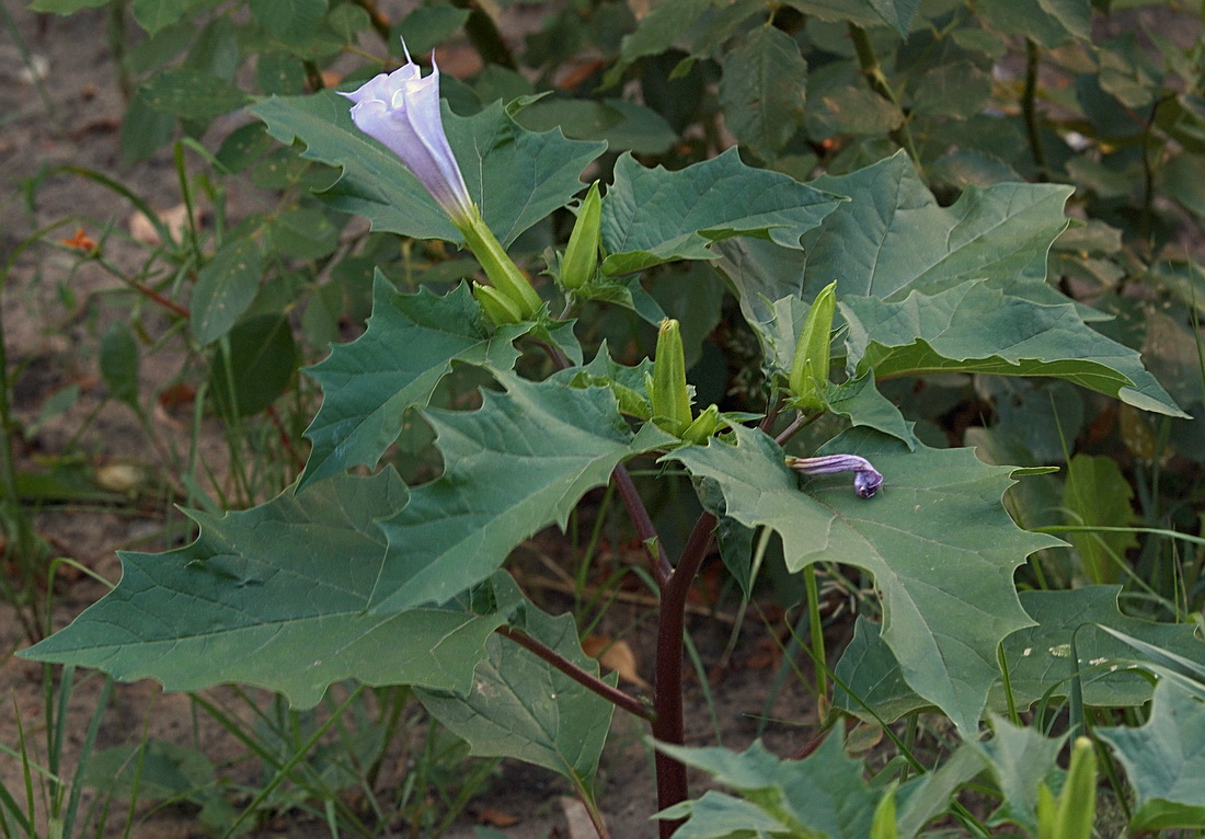 Image of Datura stramonium var. tatula specimen.