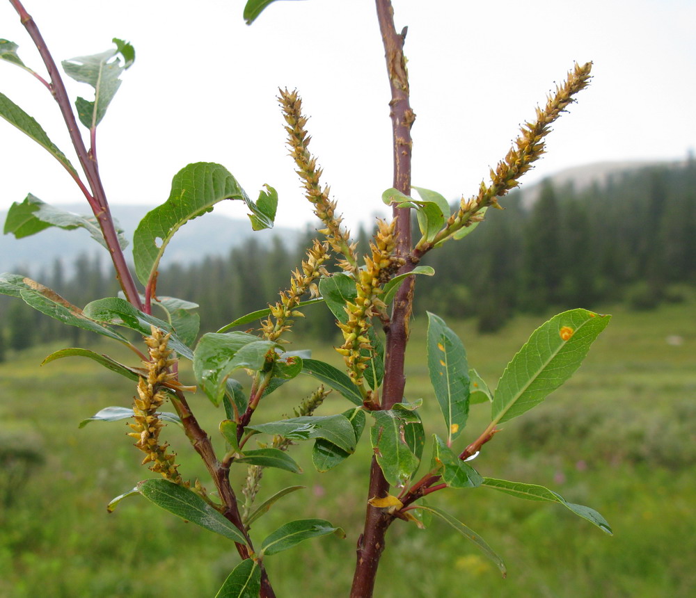 Изображение особи Salix saposhnikovii.