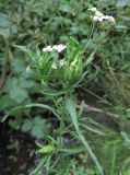 Achillea cartilaginea