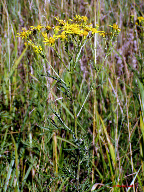 Изображение особи Senecio erucifolius.