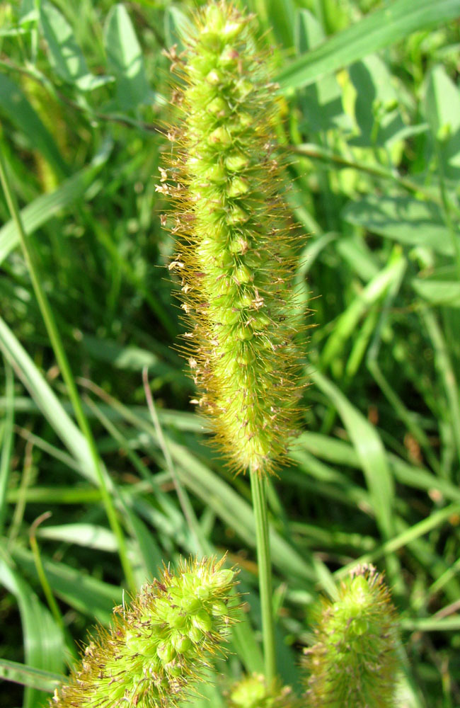 Image of Setaria pumila specimen.