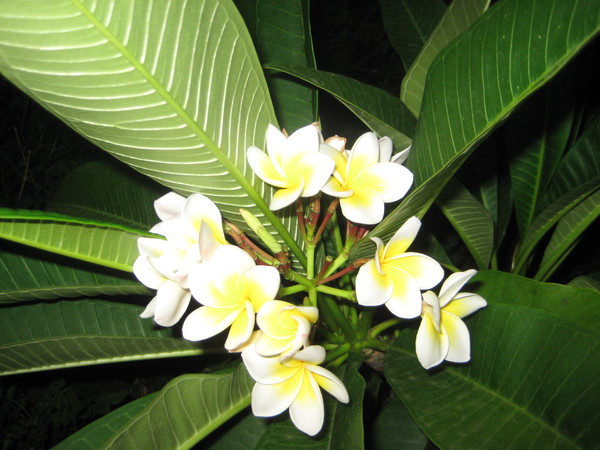 Изображение особи Plumeria rubra var. acutifolia.